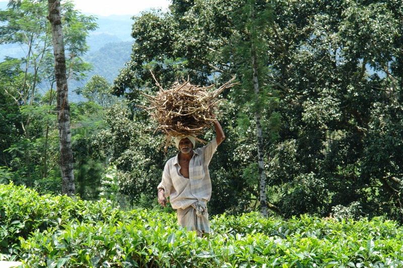     –    -,   (Nuwara Eliya - tea plantations - retiered tea plucker, Sri-Lanka)